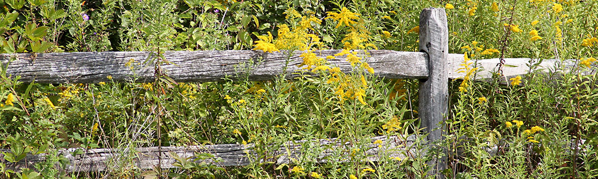 Wiseways Herbals:  Bottling