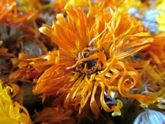 Calendula